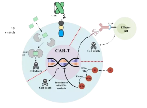 The working principle of Zevorcabtagene autoleucel