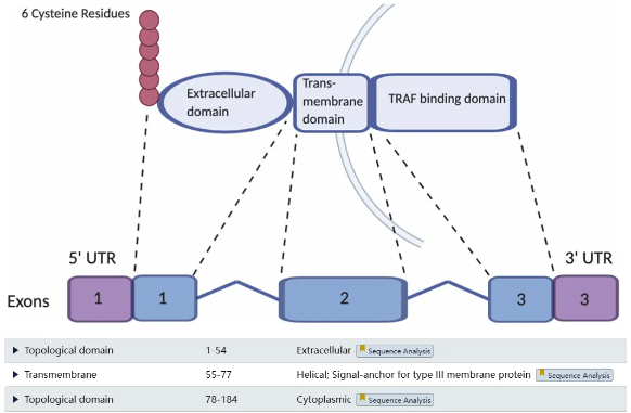 BCMA Gene and Protein Structure