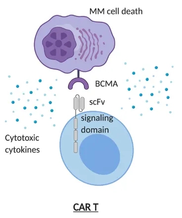 CAR T cells bind to BCMA and kill multiple myeloma cells