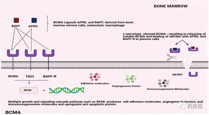 Structural overview of BCMA binding affinities