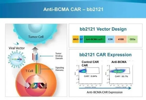 Abecma's Principles of Drug Action