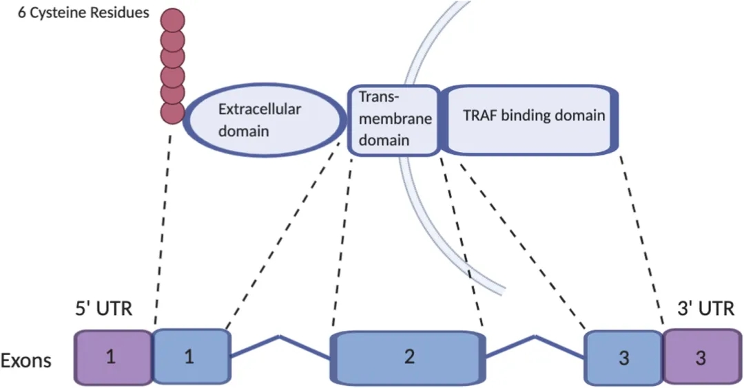 BCMA genes and proteins