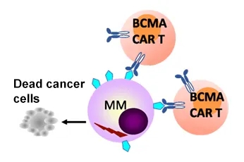 CAR-T cells binding to the BCMA protein on the surface of myeloma cells