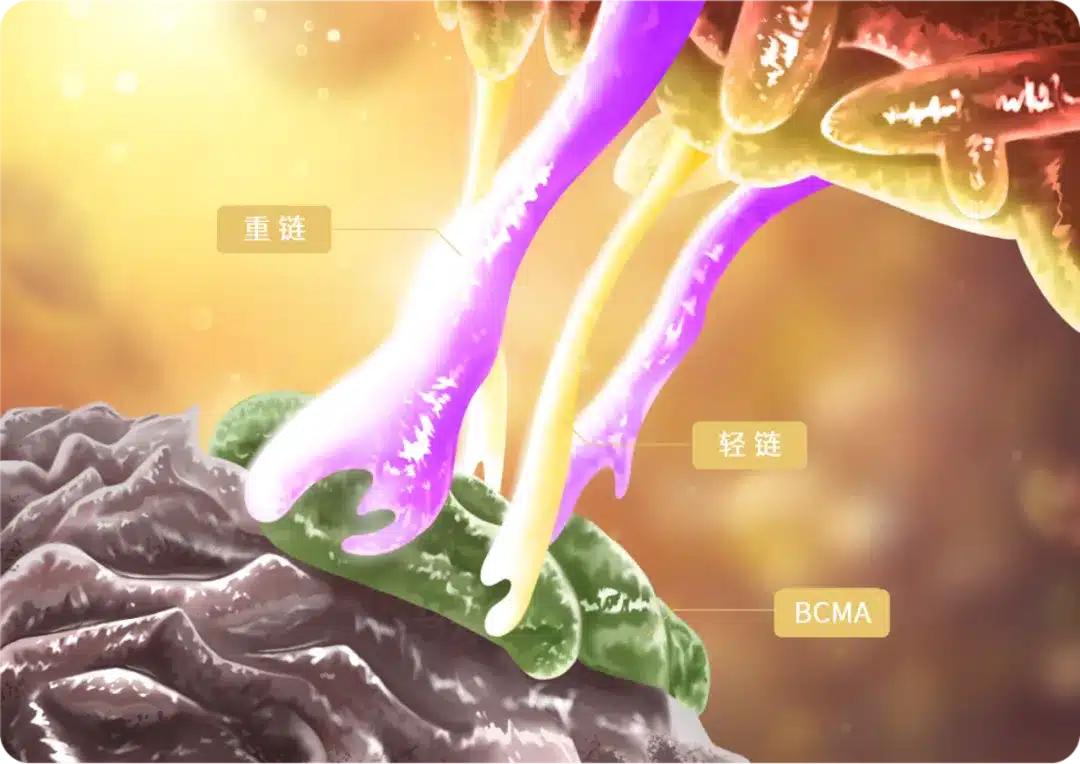 Tight binding of light and heavy chain whole human antibody epitopes with BCMA antigen enhances tumor killing ability