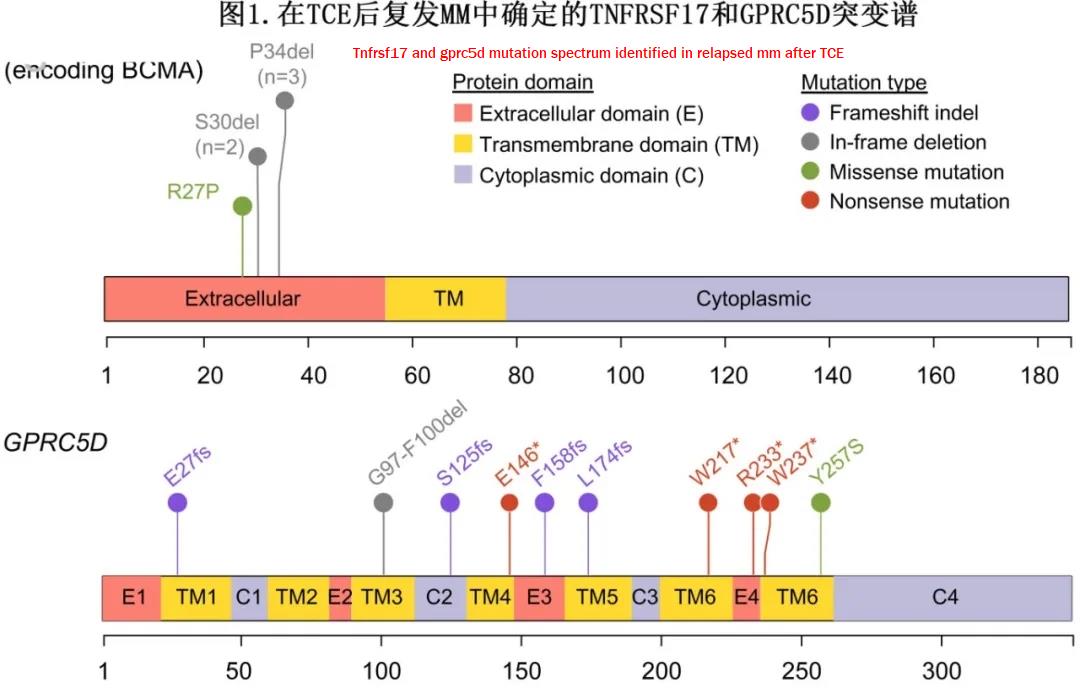 Tnfrsf17 and gprc5d mutation spectrum identified in relapsed mm after TCE