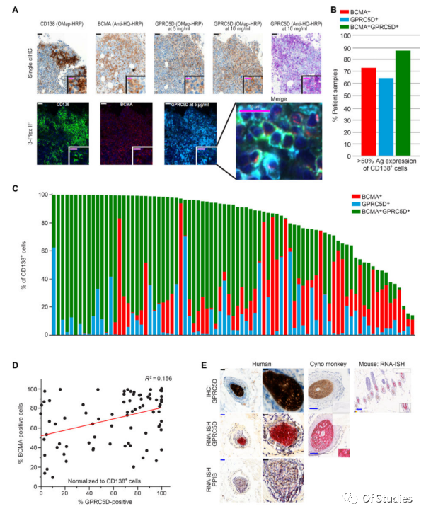 Expression of GPRC5D protein in primary MM cells and hair follicles