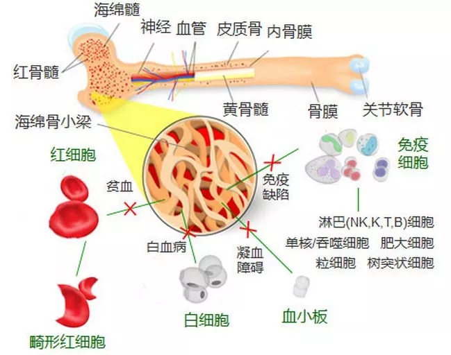 Immune cell and blood diseases