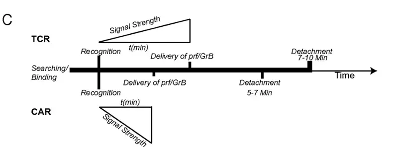 The ideal dissociation time for human T cells attacking tumor cells is 5-7 minutes