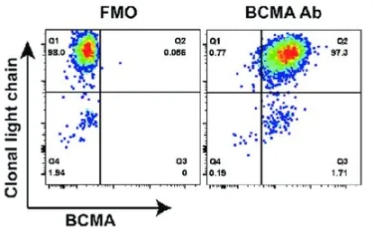 BCMA in normal human tissues