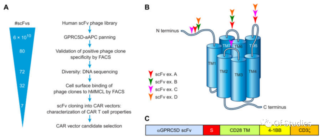 Development of GPRC5D-targeted CARs – Exploration of CAR structures