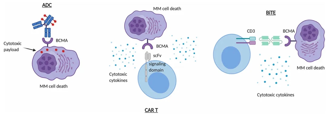 BCMA-Targeted Therapies