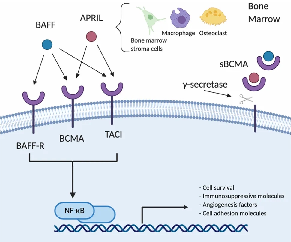 BCMA Signaling Pathway