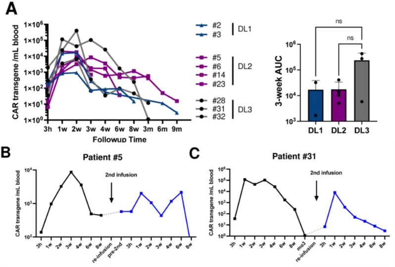 Expansion and persistence of CD5 CAR-T cells after infusion