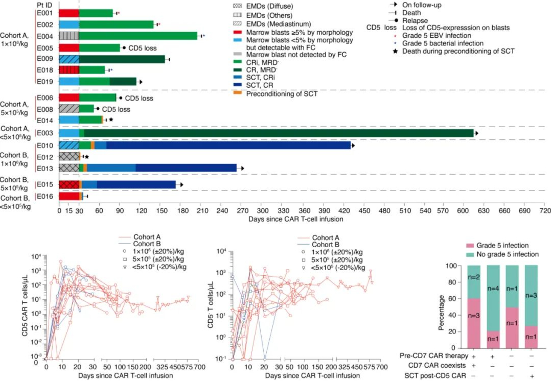 Efficacy, expansion, and safety of CAR-T cells