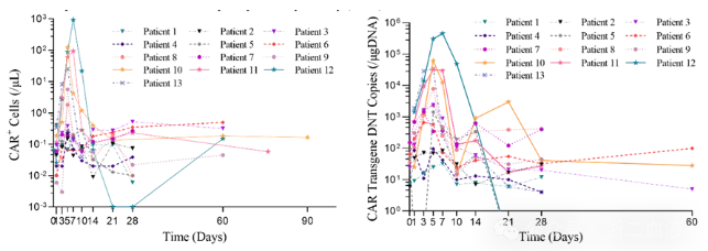 Efficacy and safety of cd19-car-dnt cell therapy