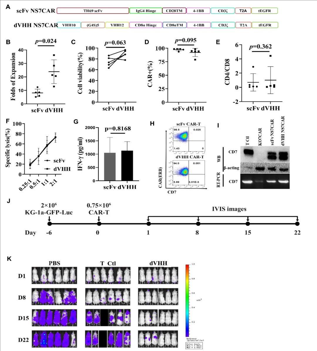 Data from the mouse trial of car-t in the treatment of AML